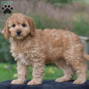 Jordan, Cavapoo Puppy